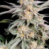 Snoop’s Punch feminizada de Elev8 Seeds