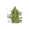 Snow Bud feminizada de Dutch Passion