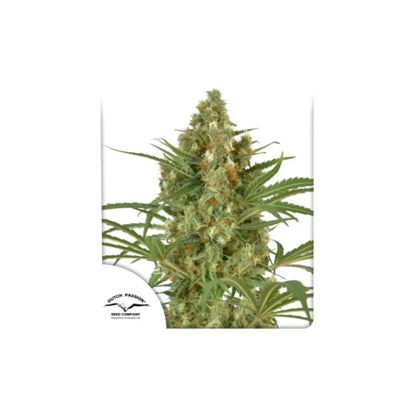 Snow Bud feminizada de Dutch Passion