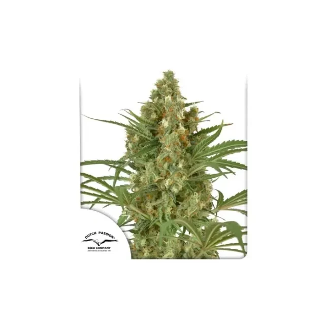 Snow Bud feminizada de Dutch Passion