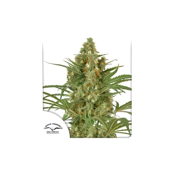 Snow Bud feminizada de Dutch Passion