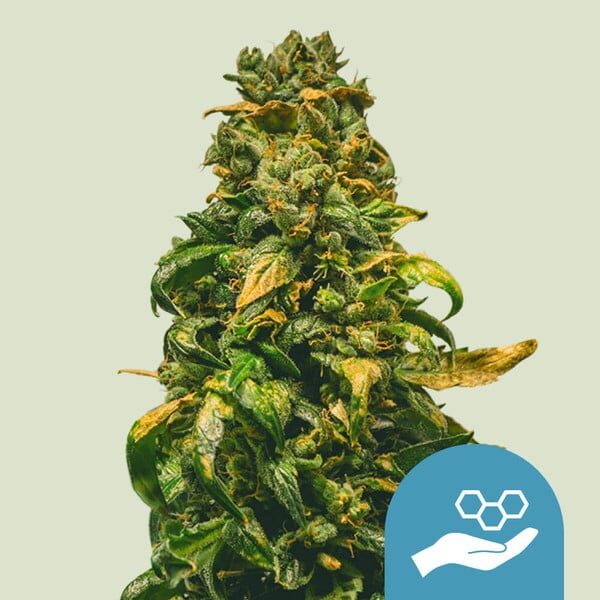 Solomatic CBD Auto de Royal Queen Seeds