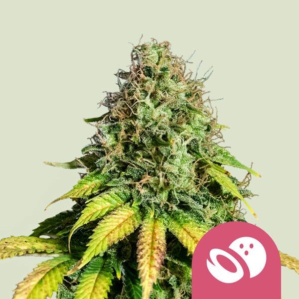 Somango XL feminizada de Royal Queen Seeds