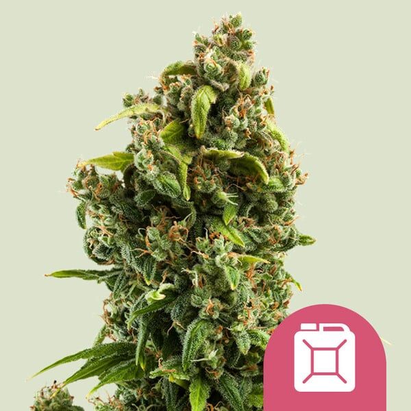 Sour Diesel feminizada de Royal Queen Seeds