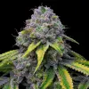 Sour Dubb x Hollywood feminizada de Cookies Seed Bank