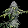 Sour Dubb x Hollywood feminizada de Cookies Seed Bank