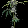 Sour Dubb x Hollywood feminizada de Cookies Seed Bank