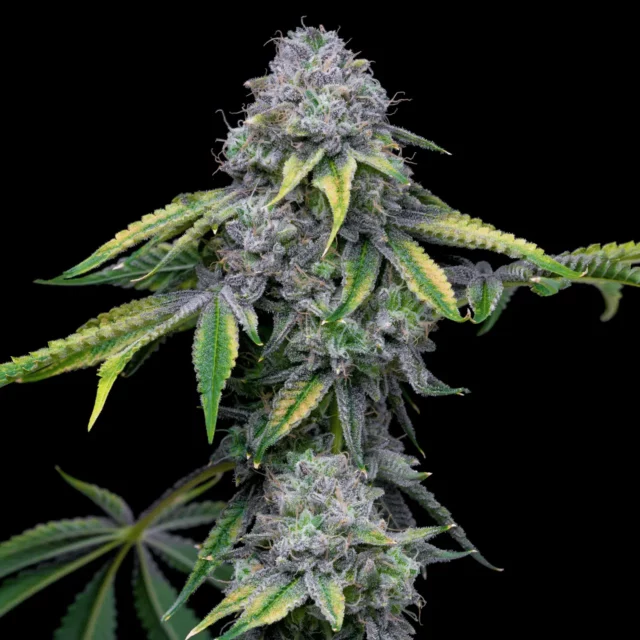Sour Dubb x Hollywood feminizada de Cookies Seed Bank