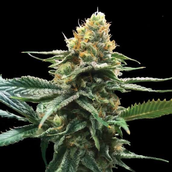 Sour Sorbet feminizada de DNA Genetics