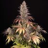 Sour Strawberry feminizada de Barney’s Farm