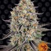Sour Strawberry feminizada de Barney’s Farm