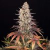 Sour Strawberry feminizada de Barney’s Farm
