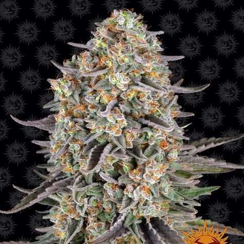 Sour Strawberry feminizada de Barney’s Farm