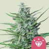 Special Kush 1 feminizada de Royal Queen Seeds