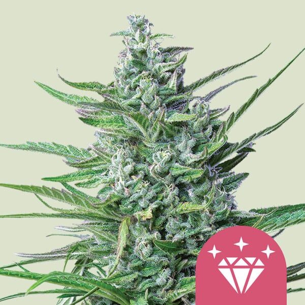 Special Kush 1 feminizada de Royal Queen Seeds