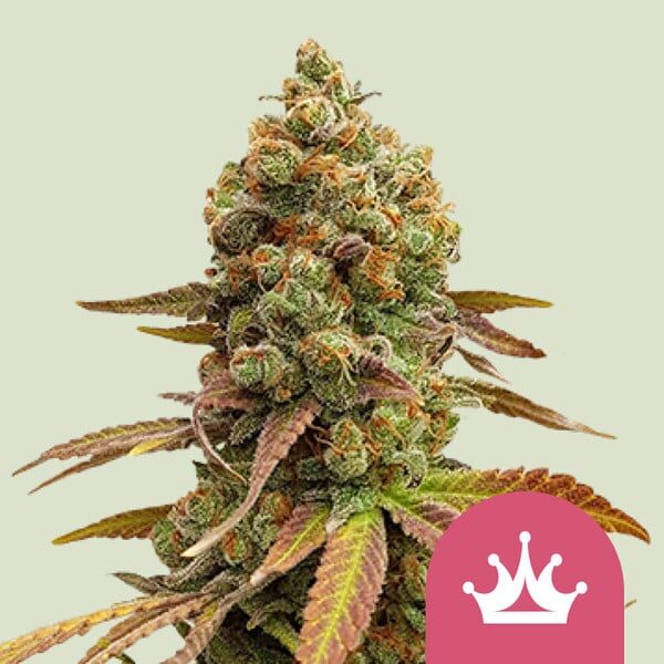 Special Queen 1 feminizada de Royal Queen Seeds