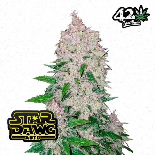 Stardawg Auto de FastBuds