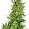 Starscream feminizada de Elev8 Seeds