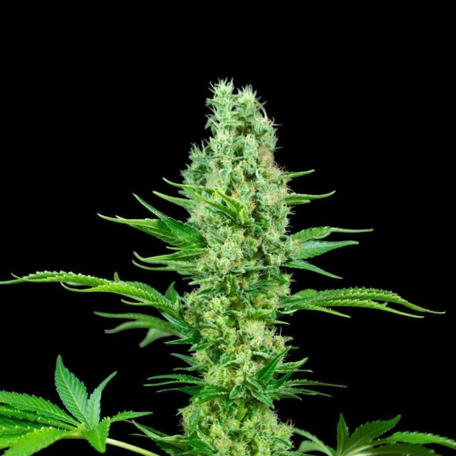 Strawberry Banana Auto de XXL Seeds