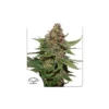 Strawberry Cough feminizada de Dutch Passion