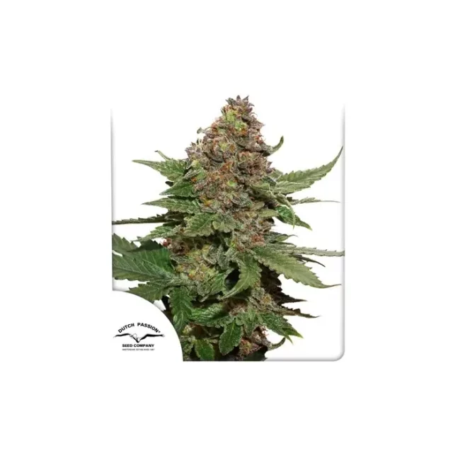 Strawberry Cough feminizada de Dutch Passion