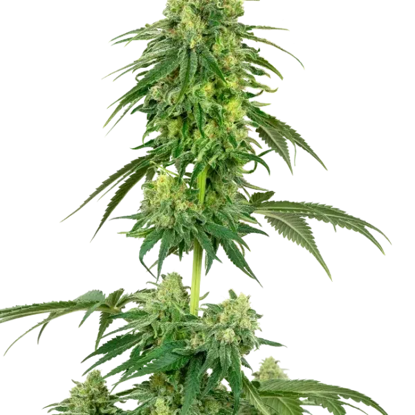 Strawberry Kush feminizada de White Label Seeds