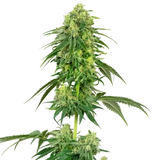 Strawberry Kush feminizada de White Label Seeds