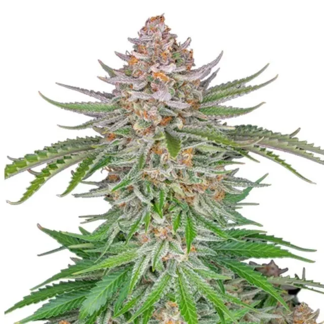 Strawberry Pie Auto de FastBuds