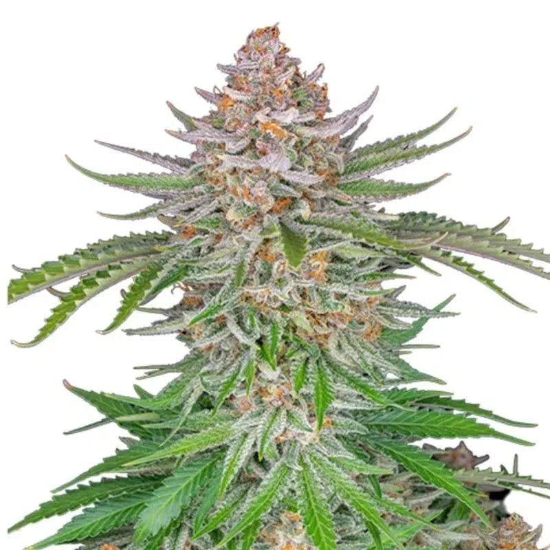 Strawberry Pie Auto de FastBuds