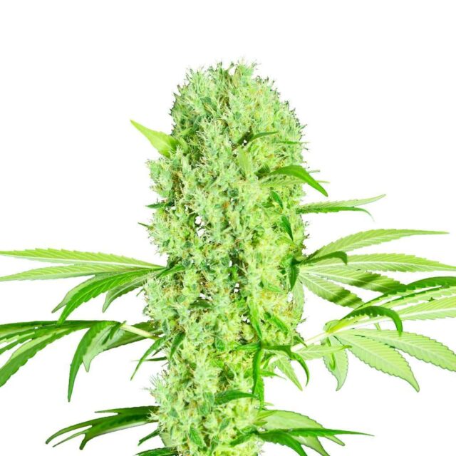 Strawberry Smoothie feminizada de Kilo Genetics