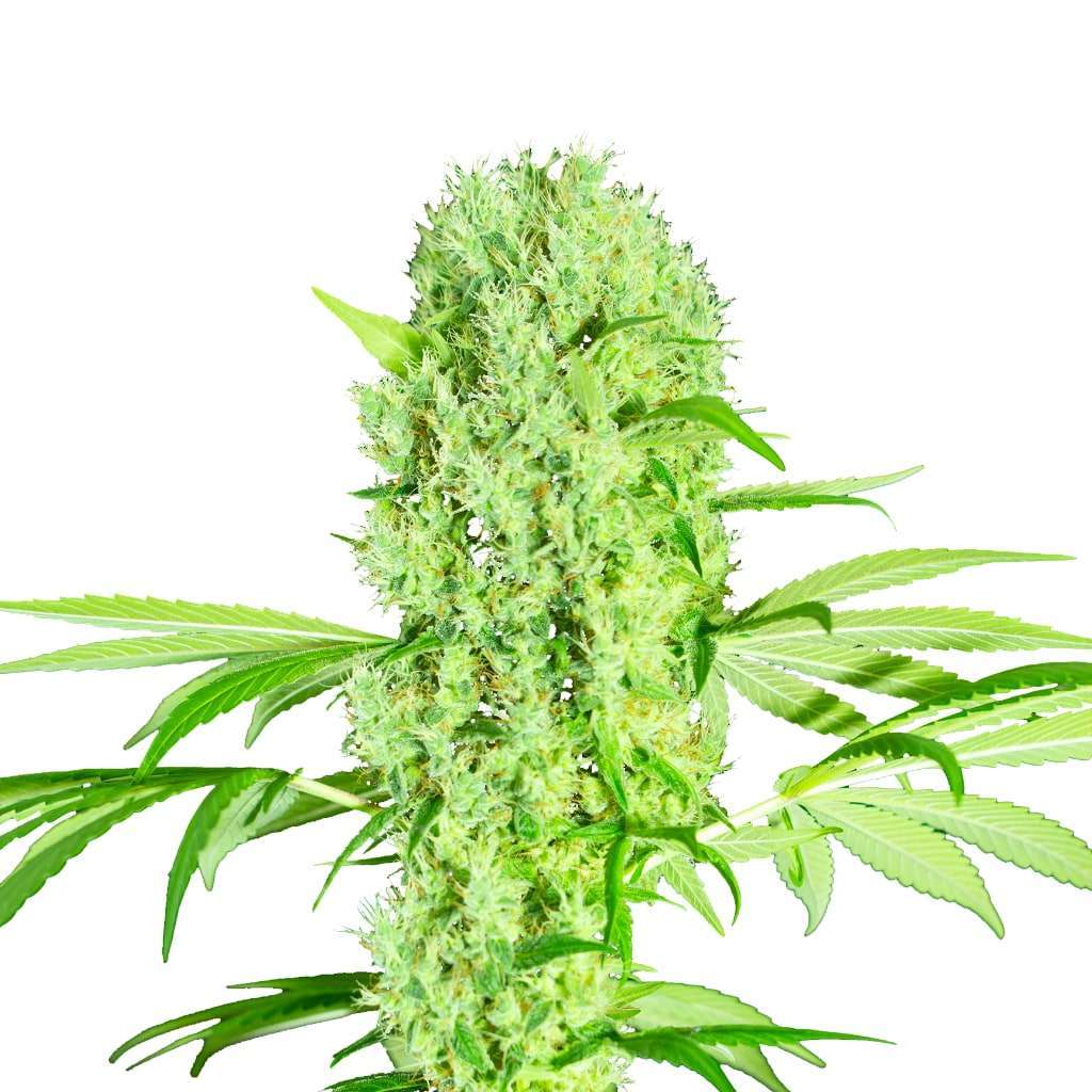 Strawberry Smoothie feminizada de Kilo Genetics