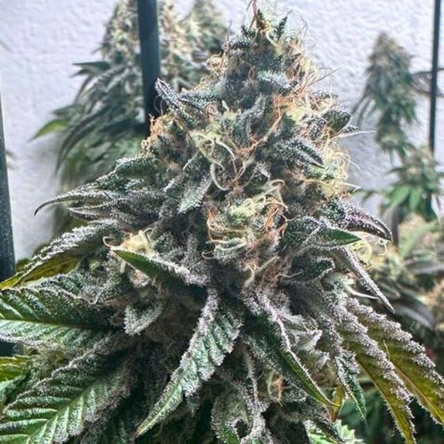 Strawbilbo Banana Auto de Genehtik