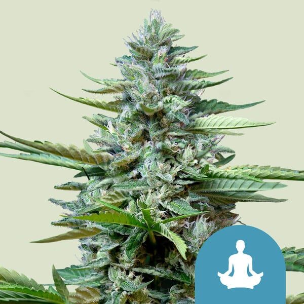 Stress Killer Auto CBD de Royal Queen Seeds