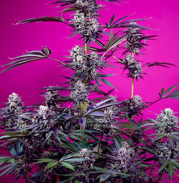 Studio 54 Stardust Auto de Sweet Seeds