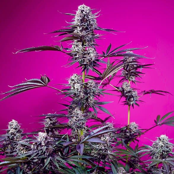 Studio 54 Stardust Auto de Sweet Seeds