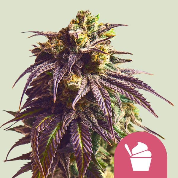Sundae Driver feminizada de Royal Queen Seeds