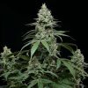 Sunset Pie feminizada de Cookies Seed Bank