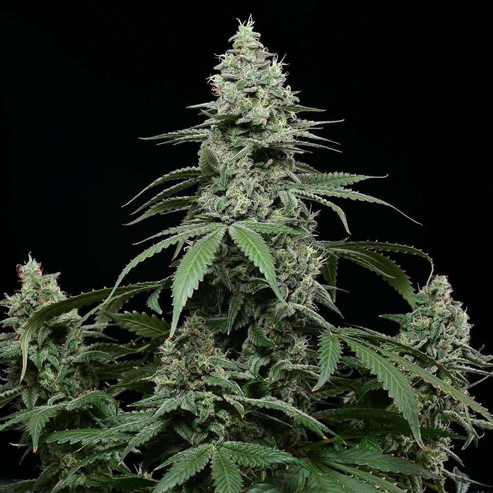 Sunset Pie feminizada de Cookies Seed Bank