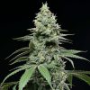 Sunset Pie feminizada de Cookies Seed Bank