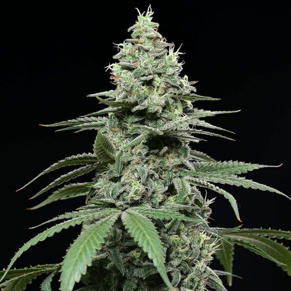 Sunset Pie feminizada de Cookies Seed Bank