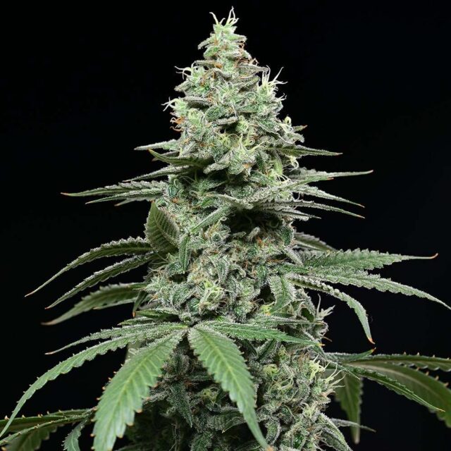 Sunset Pie feminizada de Cookies Seed Bank