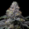 Sunset Sherbet x Hollywood feminizada de Cookies Seed Bank
