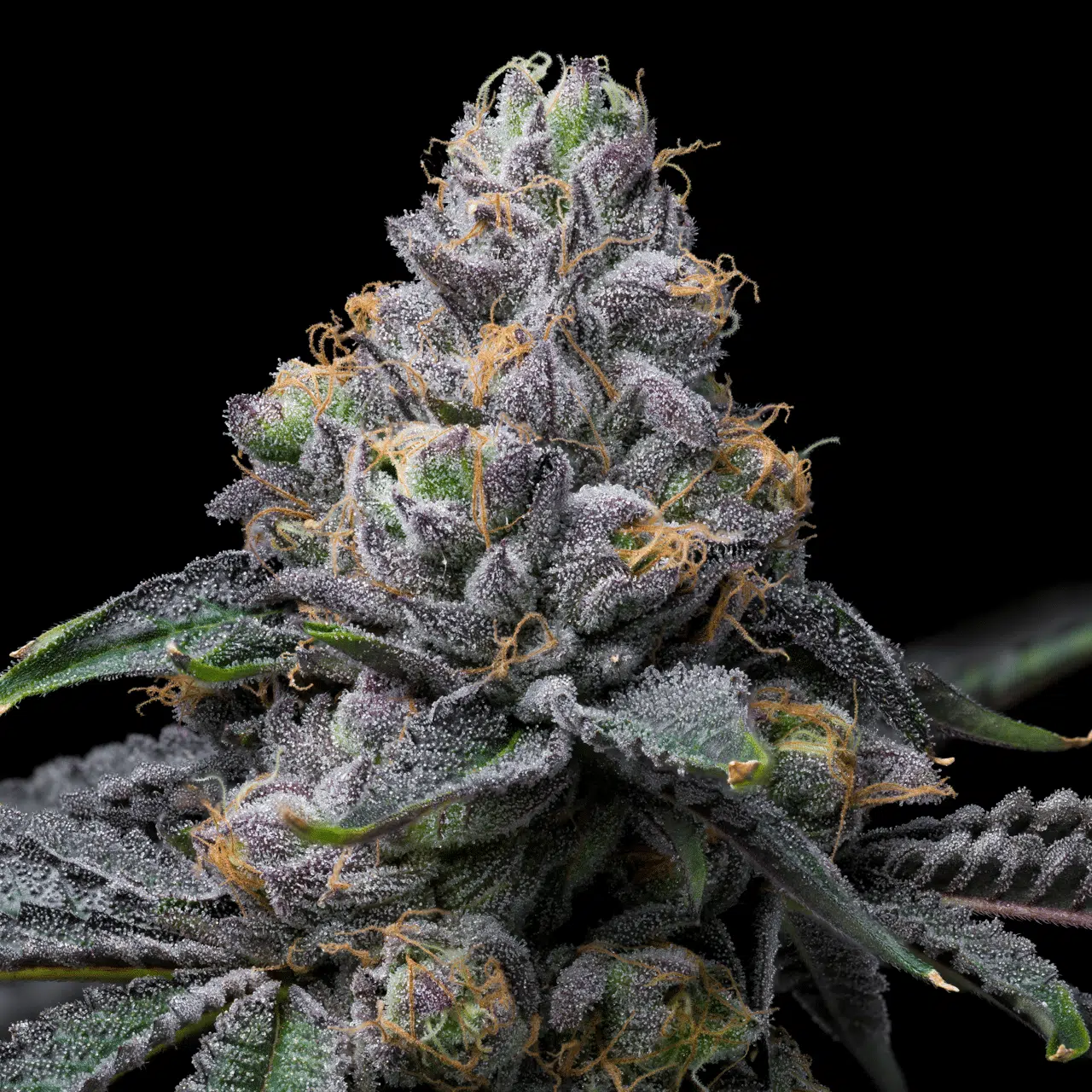 Sunset Sherbet x Hollywood feminizada de Cookies Seed Bank