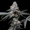 Sunset Sherbet x Hollywood feminizada de Cookies Seed Bank