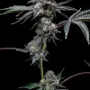 Sunset Sherbet x Hollywood feminizada de Cookies Seed Bank