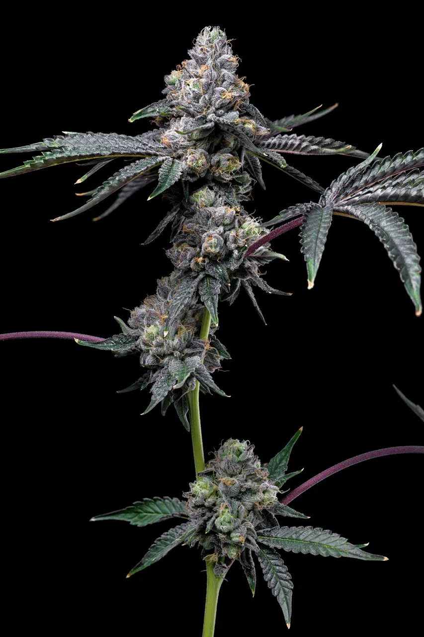 Sunset Sherbet x Hollywood feminizada de Cookies Seed Bank