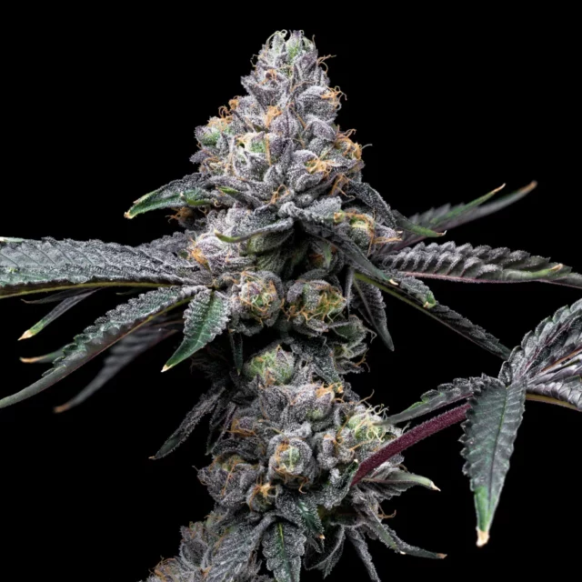 Sunset Sherbet x Hollywood feminizada de Cookies Seed Bank