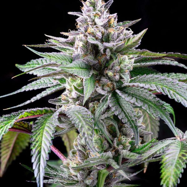 Sunsetz feminizada de Cookies Seed Bank