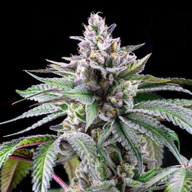 Sunsetz feminizada de Cookies Seed Bank