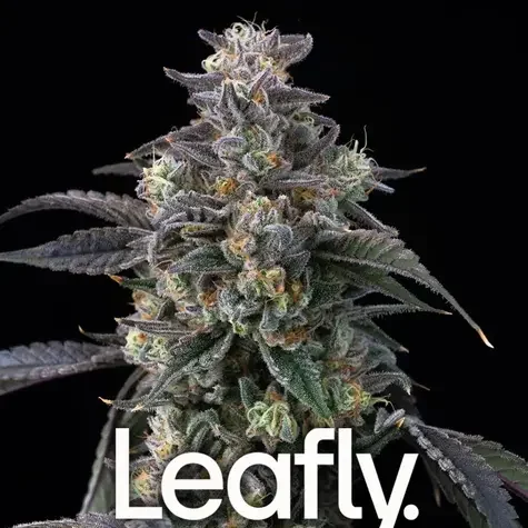 Super Boof Feminizada de Barney's Farm